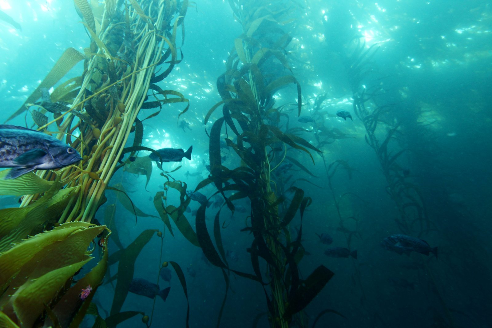 the diversity and thriving marine life in the monterey bay marine sanctuary the diversity and thriving marine life in the monterey bay marine sanctuary